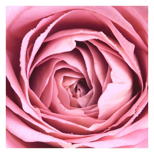 Wanddeko Büro Rosa Rosenblüte