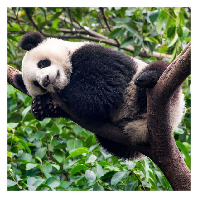 Wanddeko Büro Schlafender Panda auf Ast