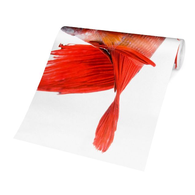 Wanddeko Esszimmer Siamesischer Kampffisch