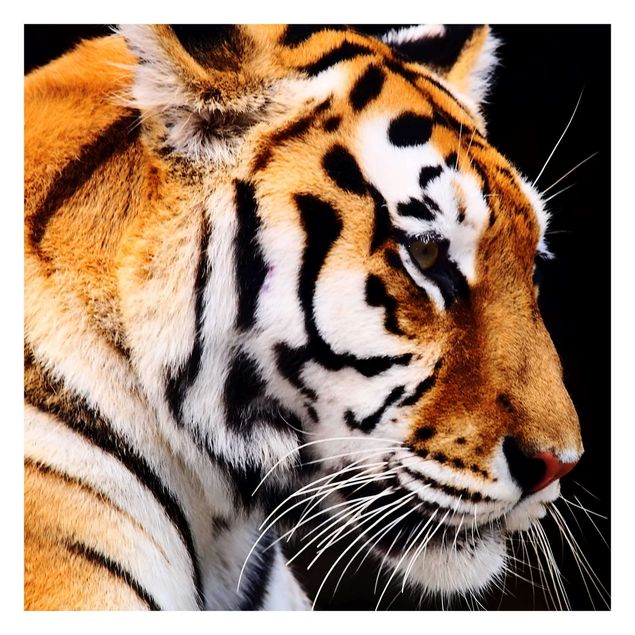 Wanddeko Esszimmer Tiger Schönheit