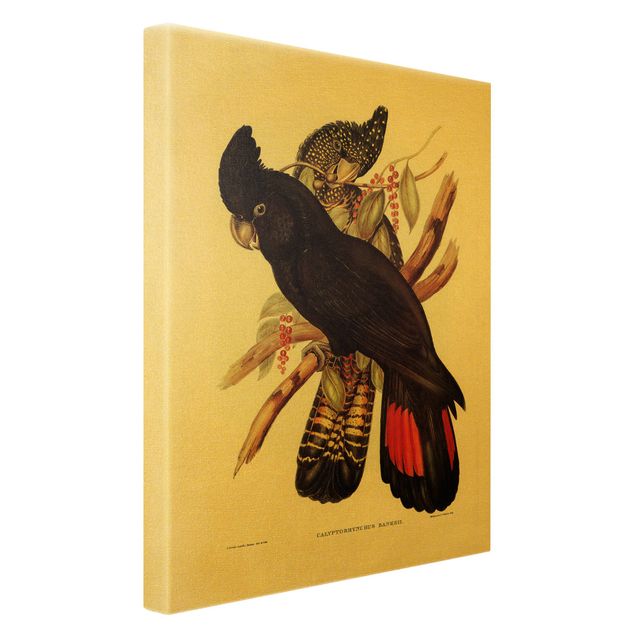 Leinwandbild Vögel Vintage Illustration Rabenkakadu Schwarz Gold