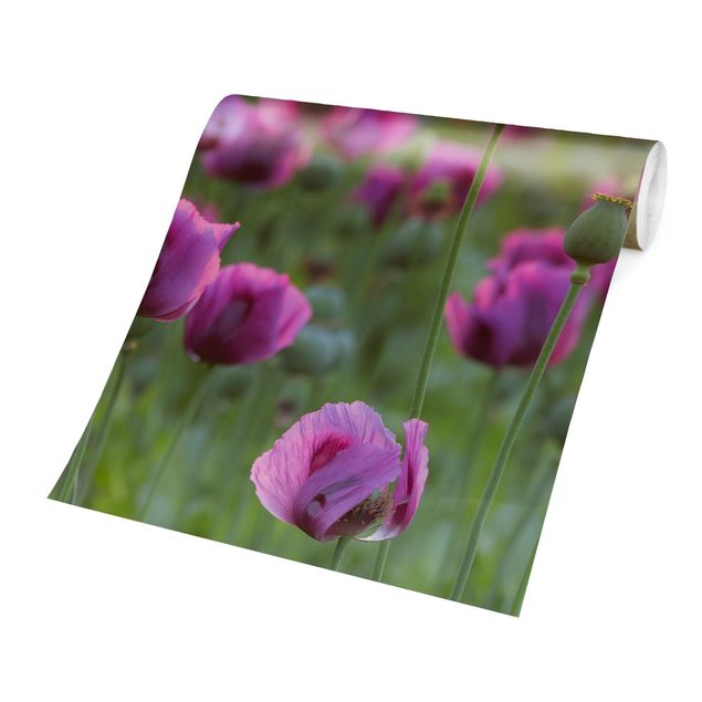 Wanddeko Flur Violette Schlafmohn Blumenwiese im Frühling