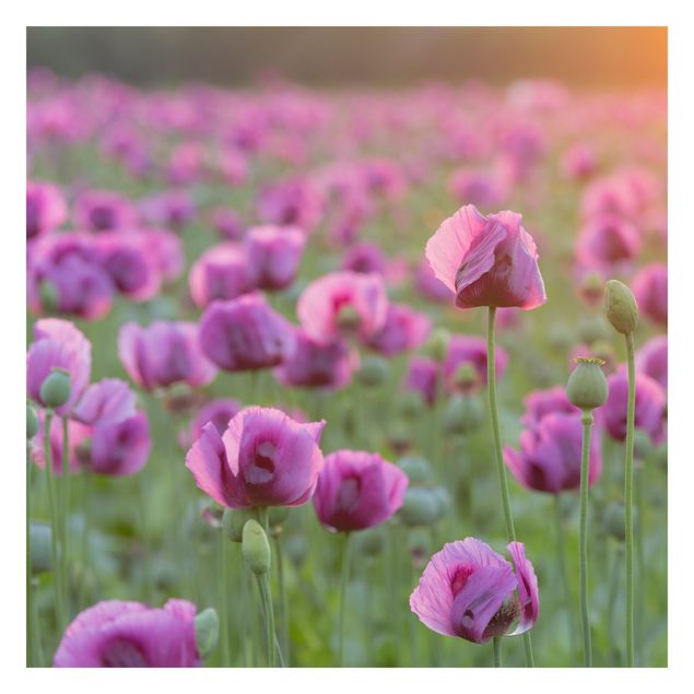 Wanddeko Esszimmer Violette Schlafmohn Blumenwiese im Frühling