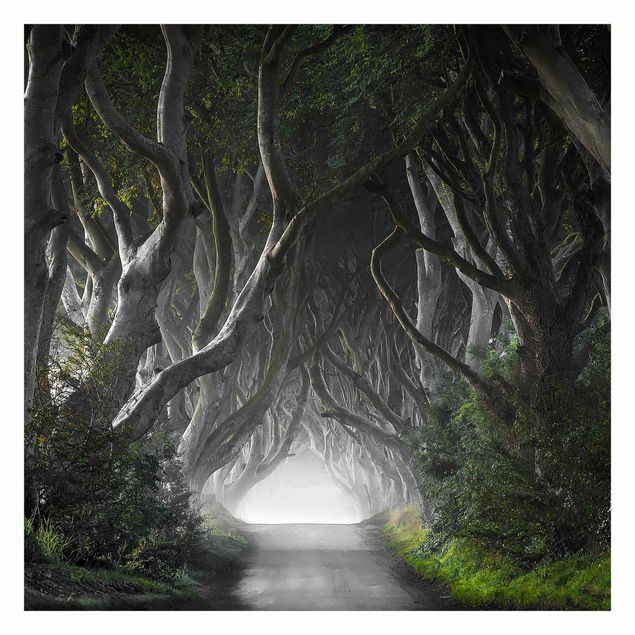 Wanddeko grau Wald in Nordirland