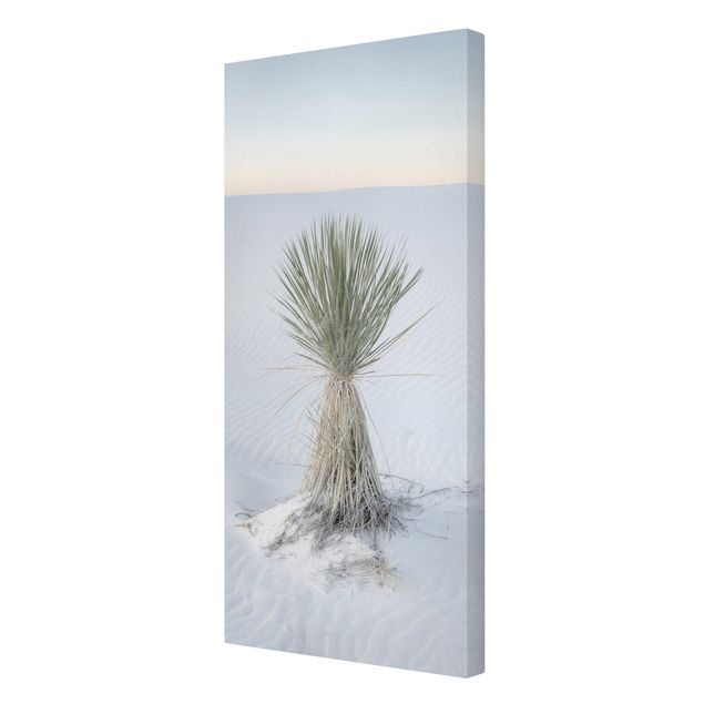 Leinwandbild Dünen Yucca Palme in weißem Sand