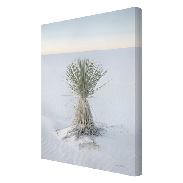 Leinwandbild Strand Dünen Yucca Palme in weißem Sand