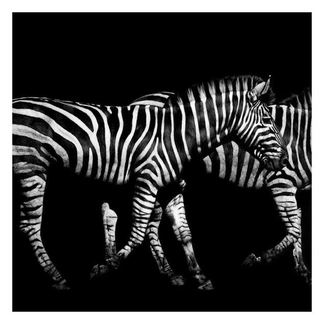 Tapete Zebra Zebra vor Schwarz