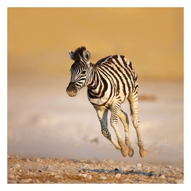 Tapete Zebra Zebrafohlen