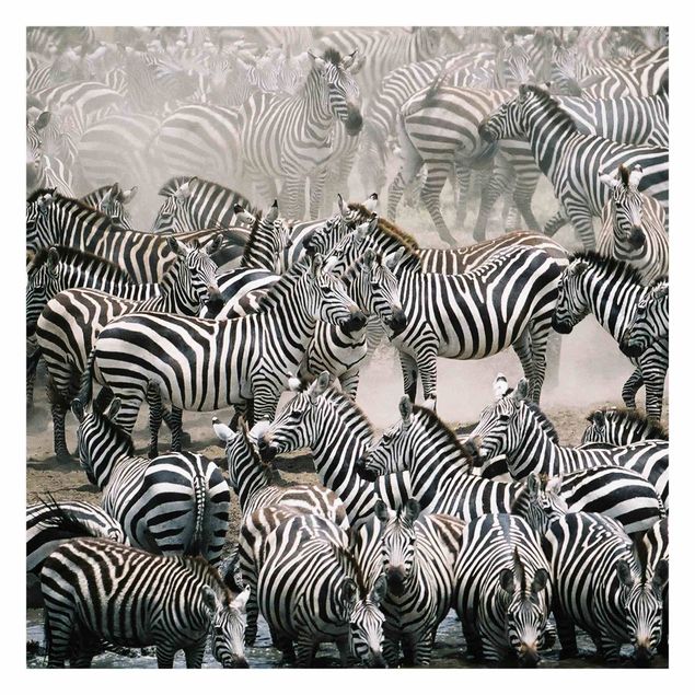 Tapete Zebra Zebraherde