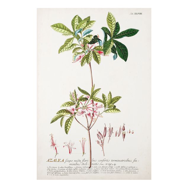 Deko Blume Vintage Botanik Illustration Azalee
