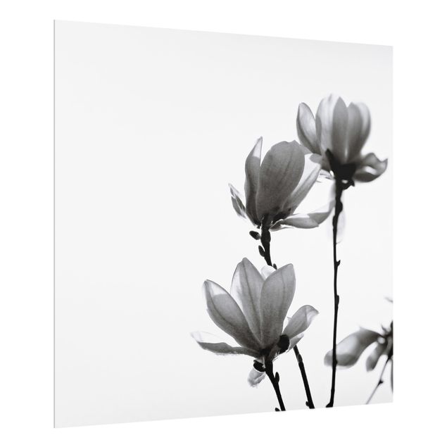 Wanddeko schwarz-weiß Frühlingsbote Magnolie Schwarz Weiß