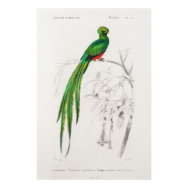 Wanddeko Flur Vintage Lehrtafel Tropischer Vogel I