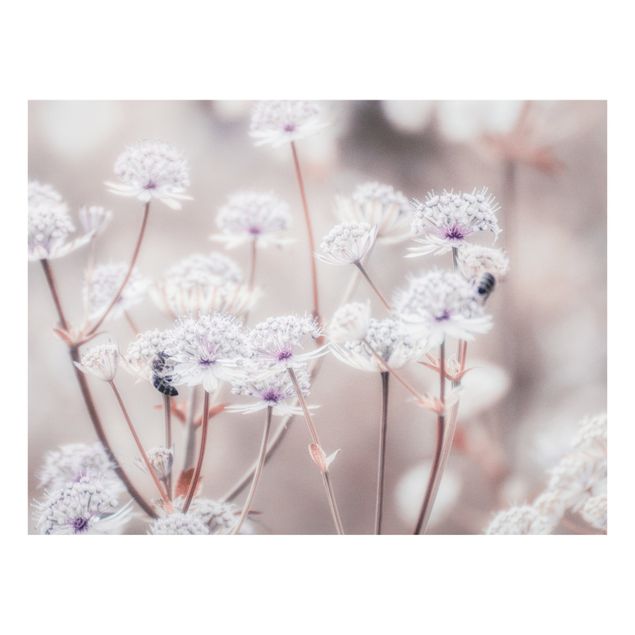 Wanddeko Fotografie Federleichte Wildblumen
