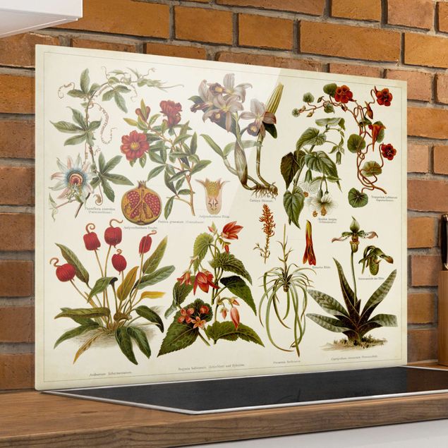 Wanddeko Küche Vintage Lehrtafel Tropische Botanik II
