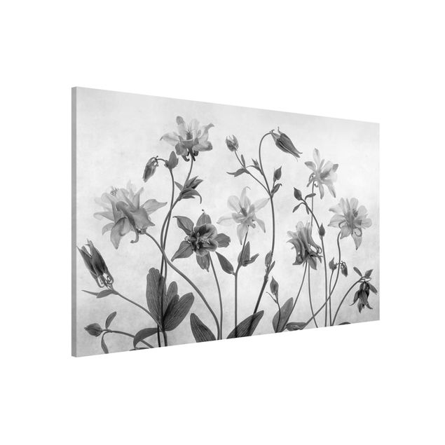 Deko Blume Wald Akelei Schwarz-Weiß