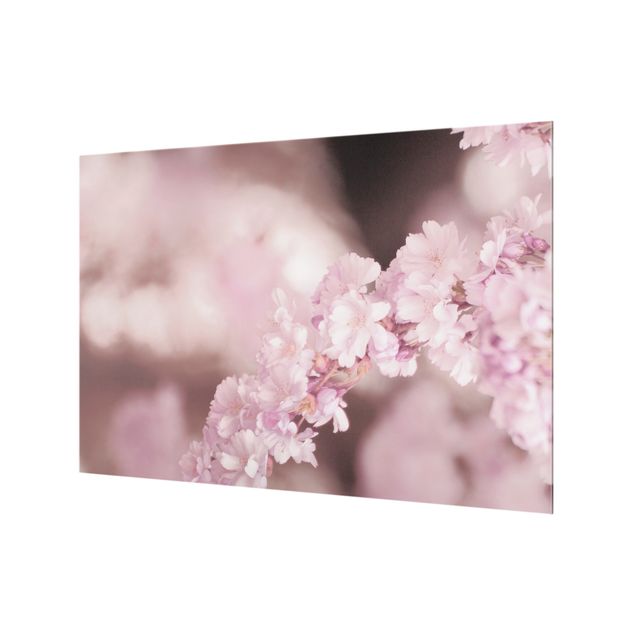 Glasrückwand Küche Blumen Kirschblüte im Violetten Licht