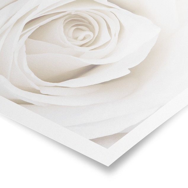 Wanddeko Büro Pretty White Rose