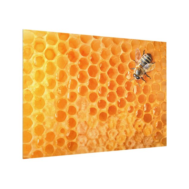 Glasrückwand Küche Sunflower & Honeybee