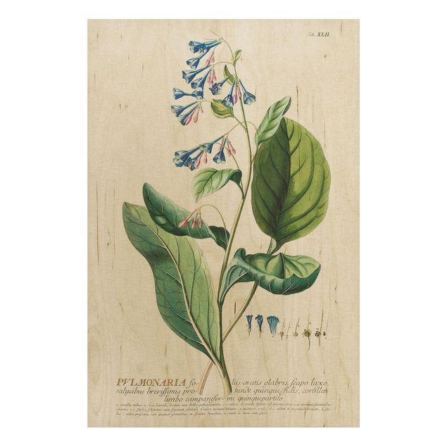Wanddeko Esszimmer Vintage Botanik Illustration Lungenkraut