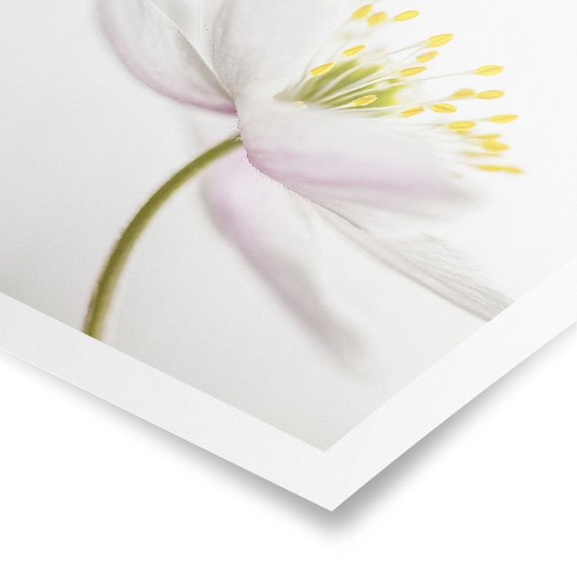Wanddeko Blume Nemorosa
