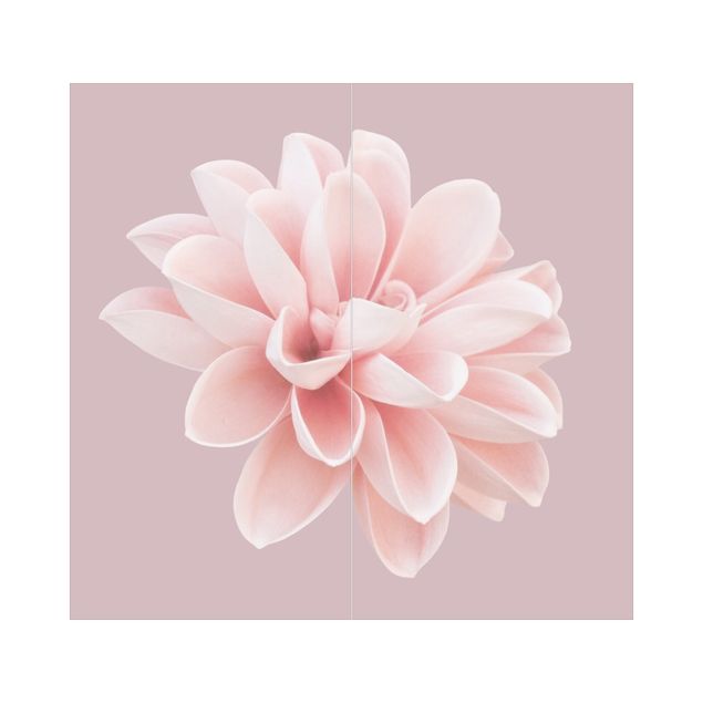 Wohndeko Fotografie Dahlie Blume Lavendel Rosa Weiß