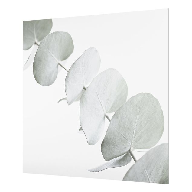 Wanddeko Fotografie Eukalyptuszweig im Weißen Licht
