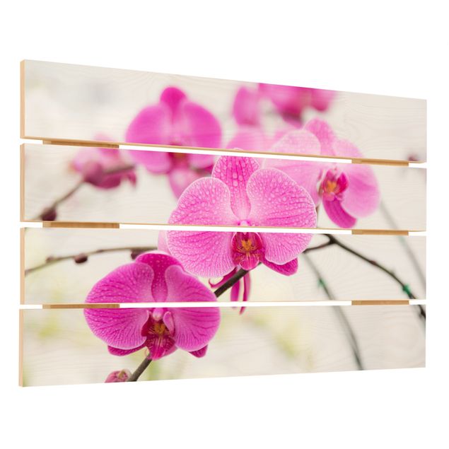 Wanddeko Esszimmer Nahaufnahme Orchidee
