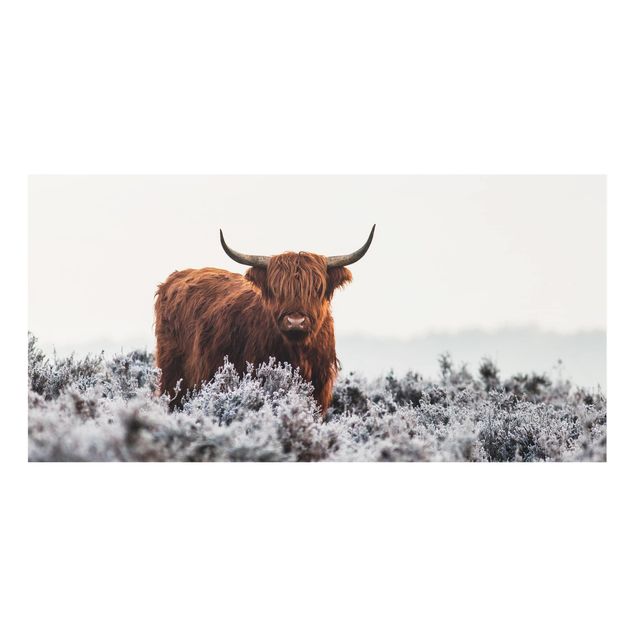 Wohndeko Tiere Bison in den Highlands
