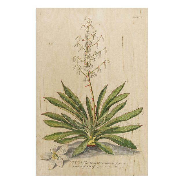 Deko Blume Vintage Botanik Illustration Yucca