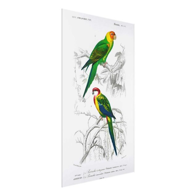 Wanddeko grün Vintage Lehrtafel Zwei Papageien Grün Rot