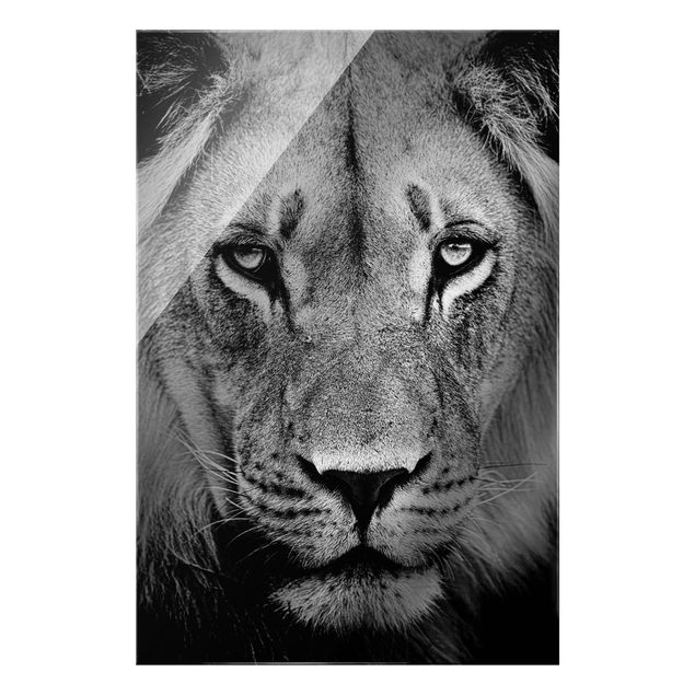 Wandbilder Löwen Alter Löwe