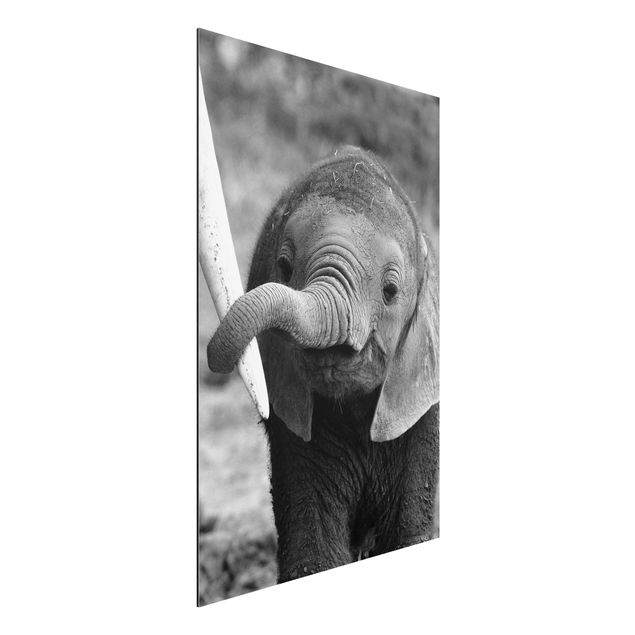 Wandbilder Elefanten Elefantenbaby