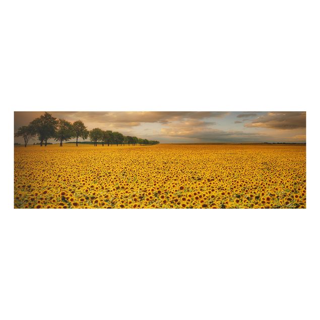 Wanddeko Botanik Feld mit Sonnenblumen