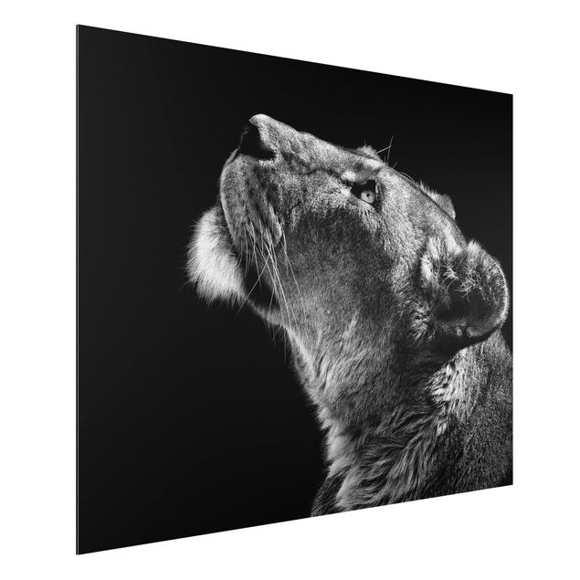 Wanddeko Wohnzimmer Portrait einer Löwin