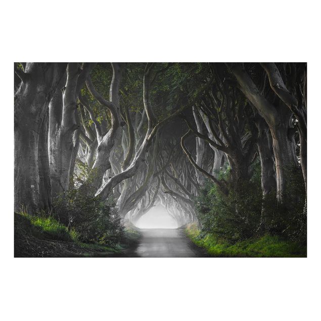 Wanddeko Botanik Wald in Nordirland