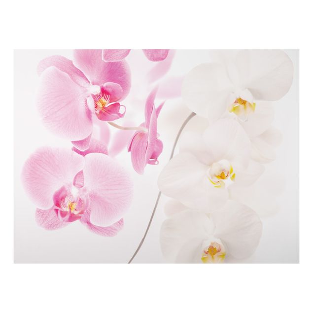 Wohndeko Botanik Delicate Orchids