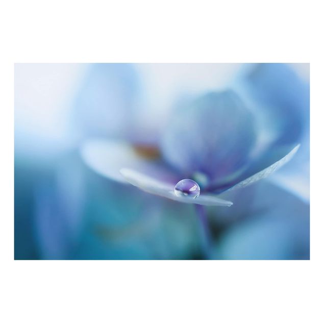 Wanddeko blau Wassertropfen Hortensienblüte
