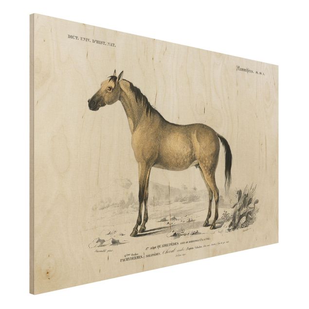 Wanddeko gelb Vintage Lehrtafel Pferd