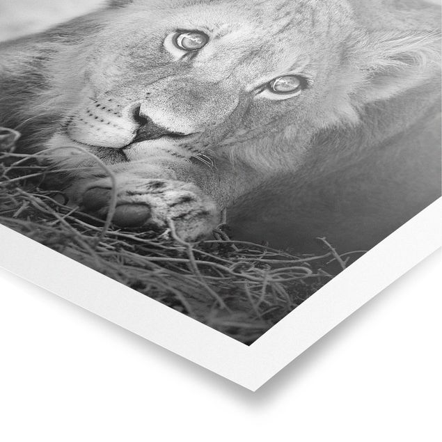 Wandbilder Löwen Lurking Lionbaby