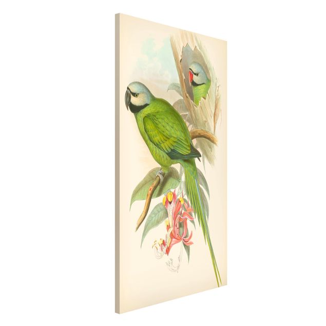 Wanddeko Flur Vintage Illustration Tropische Vögel II