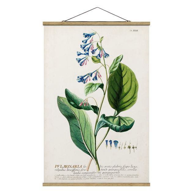Wanddeko Büro Vintage Botanik Illustration Lungenkraut