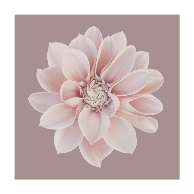 Wanddeko rosa Dahlie Blume Lavendel Weiß Rosa