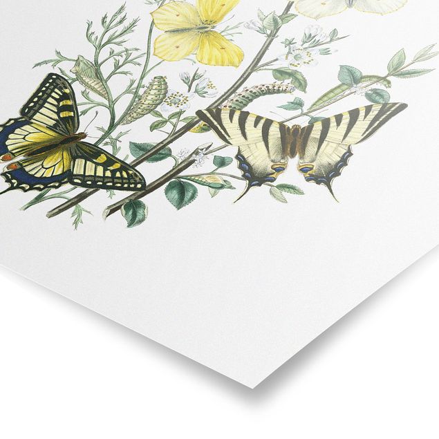 Deko Blume Britische Schmetterlinge III
