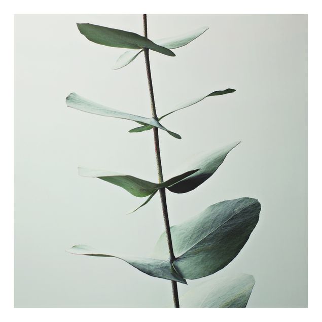 Wanddeko Fotografie Symmetrischer Eukalyptuszweig