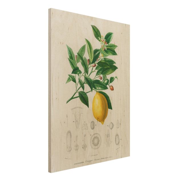 Küchen Deko Botanik Vintage Illustration Zitrone