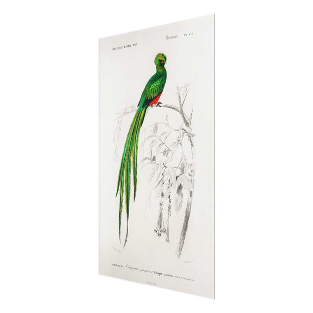 Wanddeko Treppenhaus Vintage Lehrtafel Tropischer Vogel I
