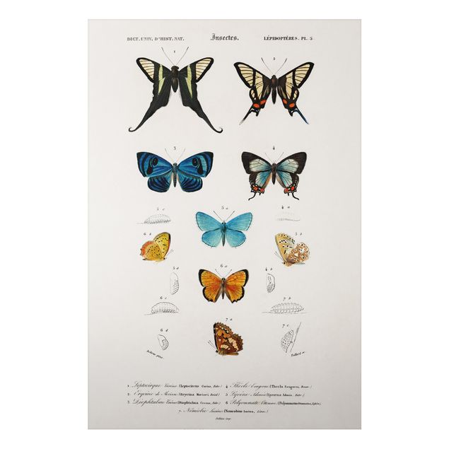 Wanddeko Schlafzimmer Vintage Lehrtafel Schmetterlinge I