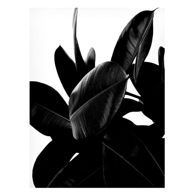 Wanddeko Flur Gummibaum Blätter Schwarz Weiß