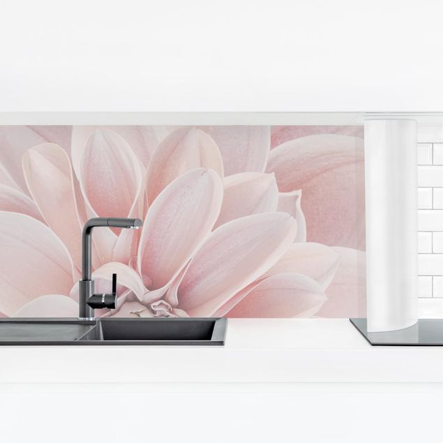 Küchenrückwand Folie Blumen Dahlie in Puderrosa