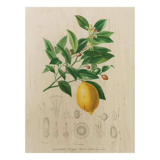Wanddeko gelb Botanik Vintage Illustration Zitrone
